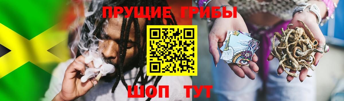 Галлюциногенные грибы Psilocybe Ступино